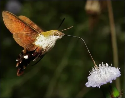 De qui le moro-sphinx est-il le prédateur naturel ?