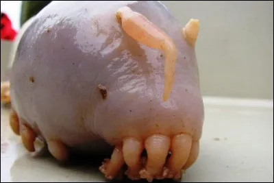 Ceci est un scotoplane, alias un cochon de mer. Mais qu'est-ce que c'est au juste ?