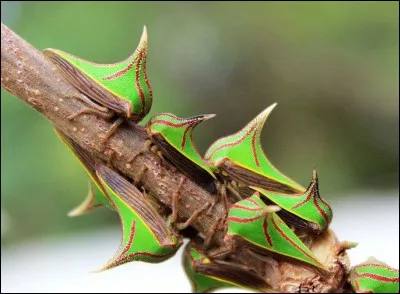 Ces épines que vous voyez sont des insectes, des Umbonia spinosa. Quelle étonnante propriété ont-ils ?