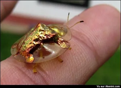 Qu'est-ce qui donne cette couleur à la casside dorée ?