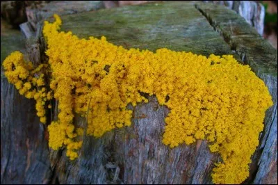 On l'appelle blob, mais son nom scientifique est...