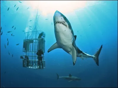 Quelle est la taille maximum d'un requin blanc ?