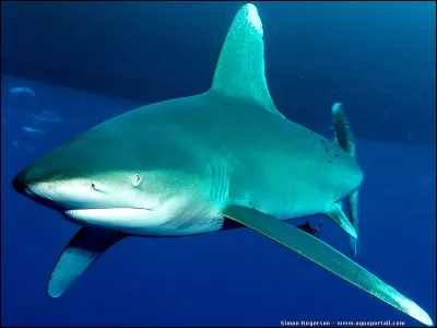 Quel requin est le plus dangereux pour les humains ?