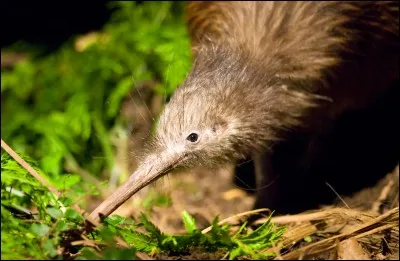 Quel est cet animal ?