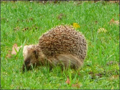 Qu'est-ce que c'est ?