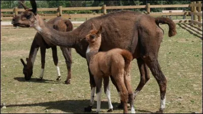 Ce sont des bébés. Lesquels ?