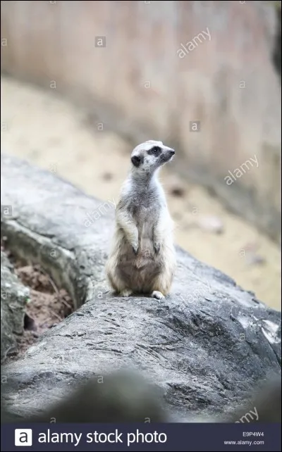 Quel est cet animal ?