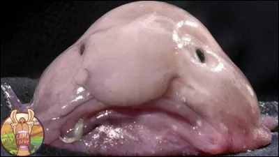 Quel est cet animal ?