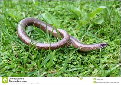 Vit-il sous la terre ?