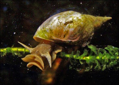 Un mollusque, gastéropode d'eau douce, vous reconnaîtrez.