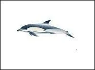 De quelle couleur est le dauphin sur cette photo ?