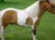 Quiz Races de poney
