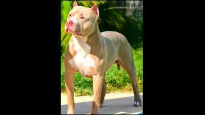 Trouve le nom du chien.