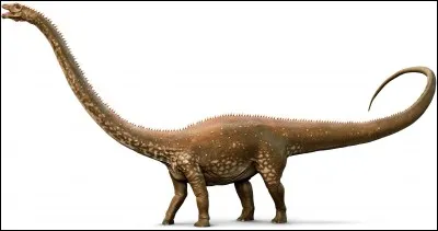 Le cou d'un Diplodocus mesurait 6 mètres.