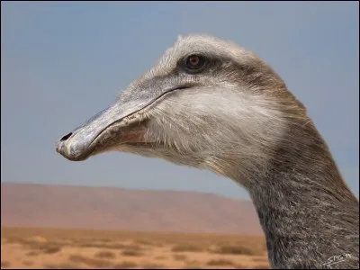 Le nom scientifique du Deinocheirus est Deinocheirus.