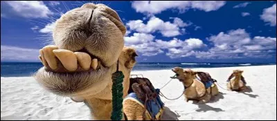 Info ou intox ? 
~~~~~~~~~~~ 

En Arabie Saoudite, une dizaine de chameaux ont-ils été exclus d'un concours de beauté juste après qu'un vétérinaire leur ait botoxé les lèvres et le nez ?