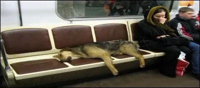 Pure invention ou réalité ?
~~~~~~~~~~~~~~~~~~~~~

À Moscou, certains chiens débrouillards savent-ils se déplacer dans le métro, descendre au bon arrêt et faire le changement à la station appropriée, sans aucune aide, comme le font les humains ?

En langage chien moscovite : 1 "wouf" = oui, 2 "wouf " = non.