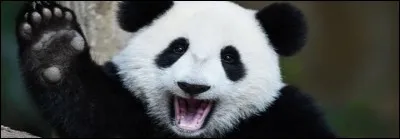 Pour un zoo, le fait d'accueillir un couple de pandas est la garantie de doubler le nombre de visiteurs, mais cela représente un lourd investissement à de nombreux égards.

Combien la Chine loue-t-elle un couple de pandas à un zoo en moyenne, par an ?