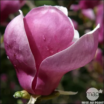 Quelle est la couleur de ses fleurs ?