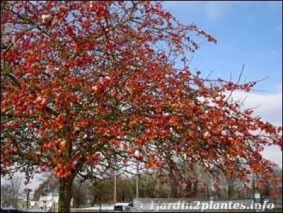 Le port de ce végétal est :