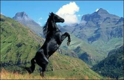 Le cheval appartient à la famille des...