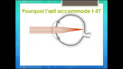 Qu'est-ce qui participe à l'accommodation?