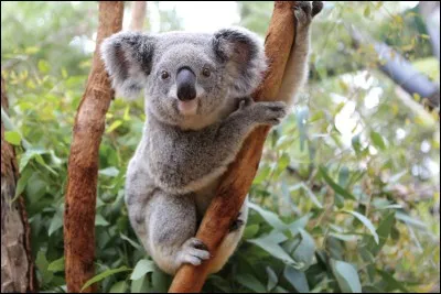 Le bébé d'un koala s'appelle un koala.