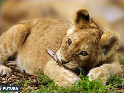 Est-ce qu'on appelle le bébé d'une lionne un lion ?