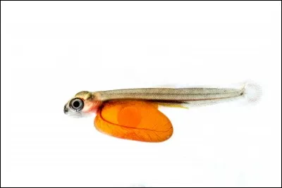 Le bébé d'un poisson s'appelle un poissonno.