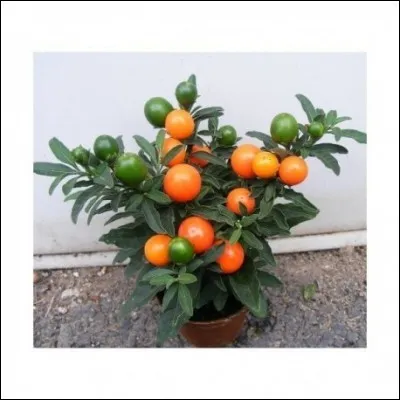 Quel est le nom de ces baies ?