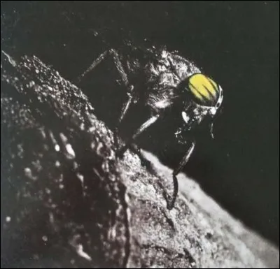 Combien de titres figurent sur cet album ?