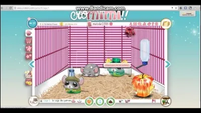 Peut-on avoir plusieurs cages ?