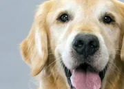 Quiz Les races de chiens