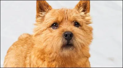 Quelle est cette race ?