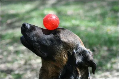 Quelle est cette race ?