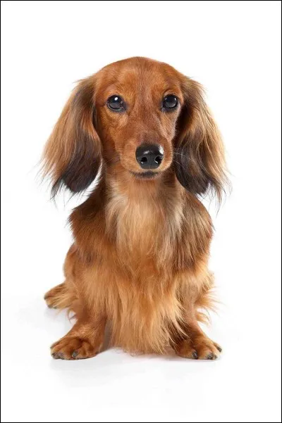 Quelle est cette race ?