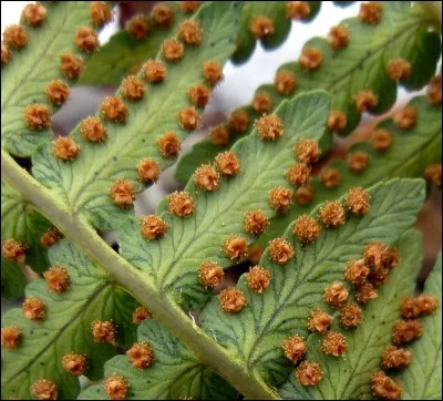 Grâce à quoi les fougères se reproduisent-elles ?