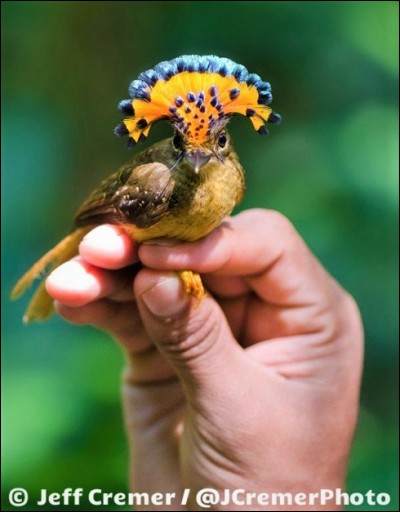 Commençons par un oiseau. Mais pas n'importe lequel, son nom est le moucherolle royal d'Amazonie. La question est : sur l'image ci-dessus, voyez-vous un mâle ou, une femelle?