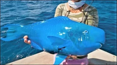 Deux animaux qui fusionnent ... Cela forme un animal particulier comme le poisson-perroquet. Question : quel est son autre nom?