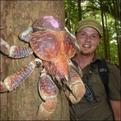 Sur la photo, vous pouvez admirer le crabe de cocotier, qui peut mesurer jusqu'à 40 cm, pour une envergure d'une patte à l'autre pouvant aller jusqu'à un mètre.
Question : quel est son espérance de vie, à l'âge adulte ?