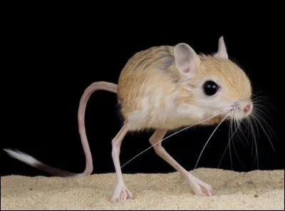 Telle une petite souris perchée sur des pattes d'oiseau, la gerboise des steppes se déplace dans les zones arides d'Afrique et du Moyen-Orient.
Question : en combien de bonds, cette gerboise peut-elle faire trois mètres ?
