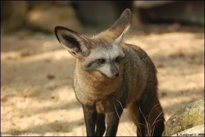 Il ressemble au chacal, mais ce n'en est pas un, je vous présente l'otocyon, un canidé d'Afrique principalement du Sud et de l'Est.
La question n'est vraiment pas simple, je vous l'accorde, mais bon : combien de dents a l'otocyon ?