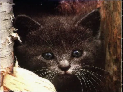 Comment Fléau s'appelait-il quand il était un chaton ?