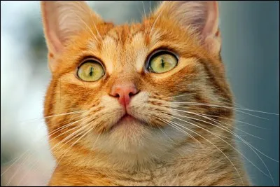 Comment Étoile de feu s'appelait-il quand il était un chat domestique ?