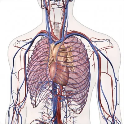Comment appelle-t-on les minuscules vaisseaux sanguins très fins qui connectent les artères aux veines ?
