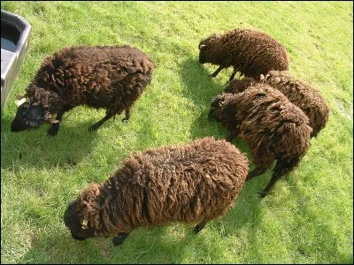 Comment appelle-t-on la culture de plantes et l'élevage de bétail ?