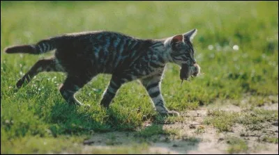 Où Nuage de Feu attrape-t-il sa première proie ?
