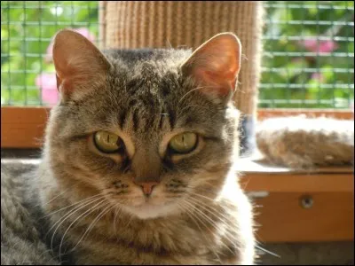 Qui est Croc Jaune ?