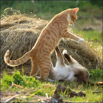 Que Nuage de Feu donne-t-il à manger à Croc Jaune après l'avoir vaincu ?