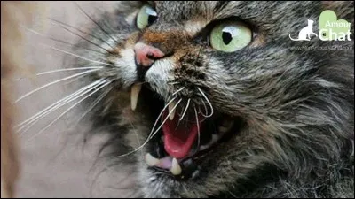 Après les déclarations d'Étoile Brisée à une assemblée de quoi suspecte-t-on Croc Jaune ?